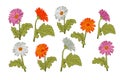 Set of hand drawn outline blooming gerberas Royalty Free Stock Photo