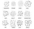 Set of hand drawn outline cereal grains. Vector illustration