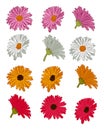Set of hand drawn outline gerberas blooming heads Royalty Free Stock Photo