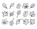 Set of hand drawn outline tree leaves, line art. Autumn leaves for coloring, illustration