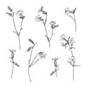 Set of hand drawn outline wild herbs. Plant painting by ink. Sketch botanical vector illustration. Black isolated campion