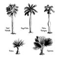 Set of hand drawn palm sketches. Royalty Free Stock Photo