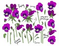 Set of Hand drawn pansy flowers clipart. Floral design elements. Isolated on white background. Vector Royalty Free Stock Photo