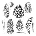 Set of hand drawn pine cones.Vector sketch illustration Royalty Free Stock Photo