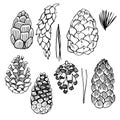 Set of hand drawn pine cones.Vector sketch illustration Royalty Free Stock Photo