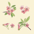 Set-cherry blossoms. Blooming cherry. spring flowers. Drawing. V