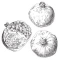 Set of hand drawn pomegranates Royalty Free Stock Photo