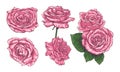 Set with hand drawn roses. Vector illustration Royalty Free Stock Photo