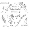 Set hand drawn of Shepherds Purse root, lives and flowers in black color isolated on white background. Retro vintage