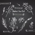 Set hand drawn of Shepherds Purse root, lives and flowers in white chalk style isolated on black background. Retro vintage graphic