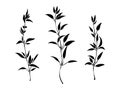 Set of hand drawn silhouette of plants with leaves. Elegant wild herbs vector  illustration. Black isolated image on white Royalty Free Stock Photo