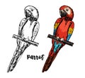 Set Of Hand Drawn Sketch Black And White With Colorful Vintage Exotic Tropical Bird Parrot. Vector Illustration Isolated