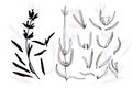 Set of hand drawn sketch of Lavender flower isolated on white background. Vintage vector illustration. France provence