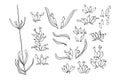 Set of hand drawn sketch of Lavender flower isolated on white background. Vintage vector illustration. France provence