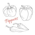 Set of hand drawn sketch peppers. Chili and paprika. Vector line art