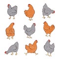 Set of hand drawn speckled hens. Chicken food