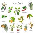 Set of hand drawn superfood