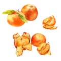 Set of hand drawn tangerines. Watercolor painting isolated on white background.