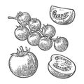 Set of hand drawn tomatoes. Branch, whole, half and slice.