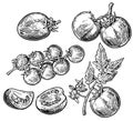 Set of hand drawn tomatoes on white background. Tomato, half and slice isolated engraved illustration. Royalty Free Stock Photo