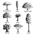 Set of hand drawn tree sketches.