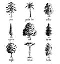 Set of hand drawn tree sketches. Royalty Free Stock Photo