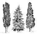 Set of hand drawn trees italian cypress and stone pine , pinea, vector illustration, engraved symbols of south Royalty Free Stock Photo