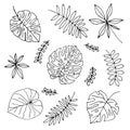 Set of hand drawn tropical plants in doodle style. Leafs vector illustration isolated on white Royalty Free Stock Photo