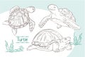 Set of cute hand drawn turtles. Three cartoon turtles Royalty Free Stock Photo