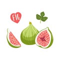 Set of hand drawn vector illustration Figs Fruits. Royalty Free Stock Photo