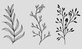 Set of hand drawn vector illustrations: branch with leaves, grass, wildflowers in black and white style