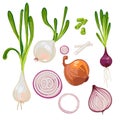 Set with hand drawn vector illustrations of ripe farm onions, sprouted onions, green onions, onion slices, red onions. Royalty Free Stock Photo