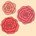 Set of hand drawn vector roses of pink, red and yellow colors isolated on the beige background Royalty Free Stock Photo