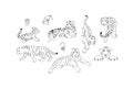 Set of hand drawn tiger vector skech. Outline illustration. Royalty Free Stock Photo