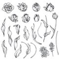 Set of hand drawn vector tulip flowers and leaves