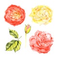 Set of hand-drawn vector watercolor flowers Isolated on a white background. Roses red and yellow Royalty Free Stock Photo