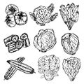 Set of hand drawn vegetables, Organic herbs and spices, Healthy food drawings set. Royalty Free Stock Photo