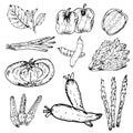 Set of hand drawn vegetables, Organic herbs and spices, Healthy food drawings set. Royalty Free Stock Photo