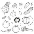 Set of hand drawn vegetables. Sketch of tomato