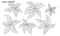 Set of hand drawn virginia creeper leaves.