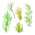 A set of hand-drawn watercolor algae of different types in shades of green