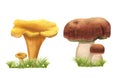 Set of hand-drawn watercolor ceps and chanterelles on grass. Edible mushrooms with green herbs. Wild forest boletus