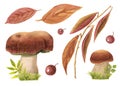 Set of hand-drawn watercolor ceps with grass and autumn leaves. Edible mushrooms on green herbs, red foliage on twig and