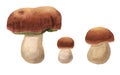 Set of hand-drawn watercolor ceps isolated on white