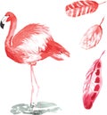 A set of hand-drawn watercolor containing bird Phoenicopterus an