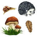 Set of hand drawn Watercolor Forest Illustrations. Forest set with Mushrooms, Oak Leaf, Snail, Hedgehog, green Grass Royalty Free Stock Photo