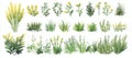 A set of hand-drawn watercolor grass line art and silhouettes, isolated on white. This ground cover illustration