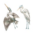 Set of hand drawn watercolor illustration of herons. Element for design of invitations, movie posters, fabrics and other
