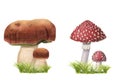 Set of hand-drawn watercolor mushrooms on grass. Edible and poisonous fly agarics, ceps with green herbs. Wild forest