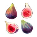 Set of hand drawn watercolour purple fig fruits and green leaves isolated on a white background. Illustration of bright Royalty Free Stock Photo